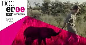 Naledi: A Baby Elephant's Tale Trailer