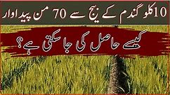 Wheat seed per acre|How to sow wheat seeds|how to increase wheat tillers|wheat sowing with drill