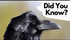 Things you need to know about RAVENS!
