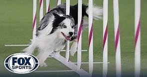 Best of 2022 Masters Agility Championships from Westminster Kennel Club | FOX Sports