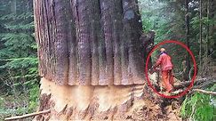 Extreme Dangerous Huge Trees Felling Skill Climbing With Chainsaw Machines Tree Cutting Down Skill
