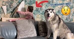 Sassy Baby RIPS Wallpaper Off Wall & Tries To Blame Her Husky!😂. [FUNNIEST VIDEO EVER!!]