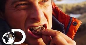 Bear Grylls' Guide To Finding Food In Extreme Environments | Born Survivor: Bear Grylls