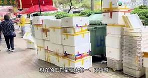 東張西望｜大量發泡膠箱滯留香港，清潔工人和回收商苦不堪言