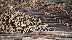 High lumber prices to remain through 2021, forestry expert says