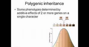 Polygenic inheritance