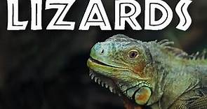 All About Lizards for Kids - Facts About Lizards for Children: FreeSchool