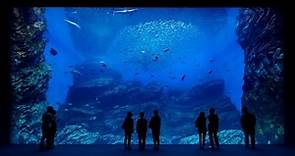 北台灣最大水族館2020年6月登場　華泰名品城人潮衝600萬人 | ETtoday消費新聞 | ETtoday新聞雲