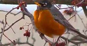 Robins are back in Des Moines, Iowa