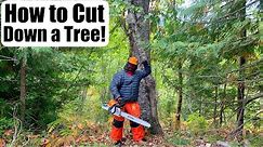 How to Cut Down a Tree With a Chainsaw - The Right Way!