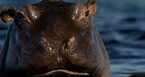Los hipopótamos: ingenieros del mundo subacuático | National Geographic España