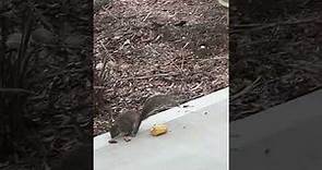Lucky squirrel Ardilla peanuts and corn. What is he thinking?