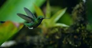 Il colibrì sfida la forte pioggia