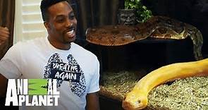 Dwight Howard encarga un tanque para sus serpientes | Con el agua al cuello | Animal Planet