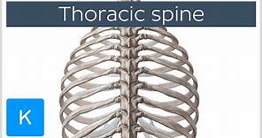 Thoracic Spine - Definition & Components - Human Anatomy | Kenhub