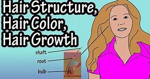 Structure Of Hair Follicle - Hair Color - How Does Hair Growth Work