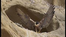 The Peregrine Falcon "a Living Missile"
