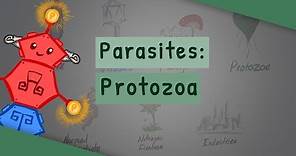 Parasites: Protozoa (classification, structure, life cycle)