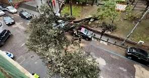Maltempo a Napoli, crolla albero su auto in piazza Cavour