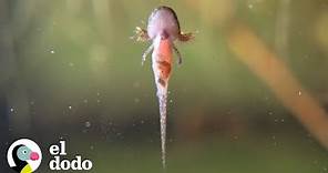El increíble ciclo de vida de una salamandra | El Dodo