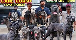 Cane Corso Italian Mastiff Dog Breed | Puppies Available | Corso Kennel Best Breed in South Indian