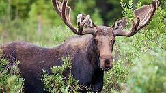 Moose attacks woman and her dog on Colorado hiking trail