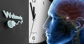 ¿Qué es el ritmo circadiano y cómo funciona?