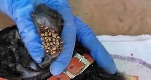 How to Remove All Big Ticks FromDog, Dog Ticks Removal, Save Dog From Ticks #5, Dog Ticks Here