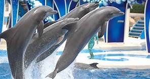 The Complete SeaWorld "Blue Horizons" Dolphin Show