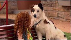 Disney Channel - Hund mit Blog - Hundegedanken - Folge 2