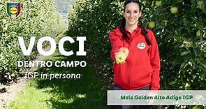 VOCI DENTRO CAMPO: Mela Golden Alto Adige IGP | Lidl Italia