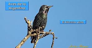 ESTORNINO PINTO, Common Starling, (Sturnus vulgaris), Aves de la Argentina