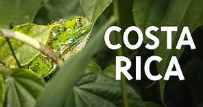 Costa Rica: the Land of Pura Vida and Wildlife l Travel Film