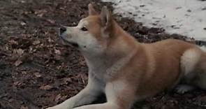 AFFIRM Films Presents: Hachi: A Dog's Tale