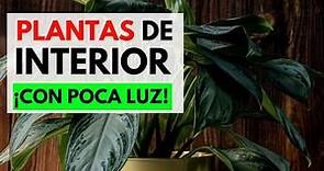 💚 MEJORES PLANTAS DE INTERIOR CON POCA LUZ / Plantas de Interior RESISTENTES