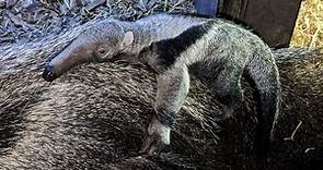 Chester Zoo: Rare giant anteater birth boost for species, experts say