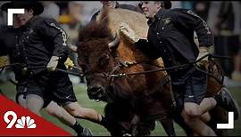 How CU live buffalo mascot became known as Ralphie