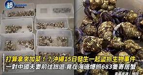 中國夫婦遊沖繩違法狂抓683隻「稀有種寄居蟹」！ 辯稱「是要拿來吃的！」當場遭逮｜鏡週刊