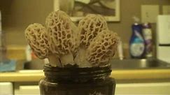 Grow Morel Mushrooms at home