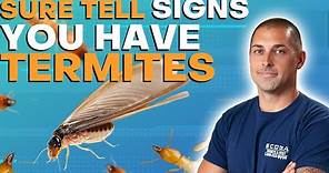 7 Sure Tell Signs You Have Termites