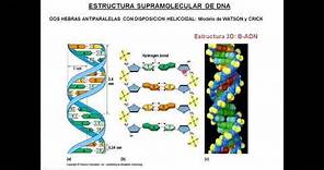 Clase Ácidos Nucleicos y Dogma Central Biología Molecuar