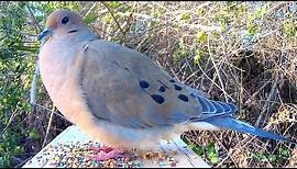 Mourning Dove Song Coo Call Sounds - Amazing Close-Up