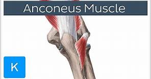 Anconeus Muscle - Origin, Insertion & Innervation - Human Anatomy | Kenhub