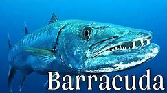 Facts: The Great Barracuda. How DANGEROUS are Barracudas?! facts about Barracudas