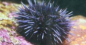 Facts: The Purple Sea Urchin