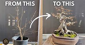 How to Turn a 3-Year-Old Tree to 25-Year-Old Bonsai