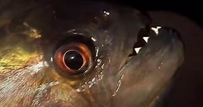 Vicious Piranha Moments | BBC Earth