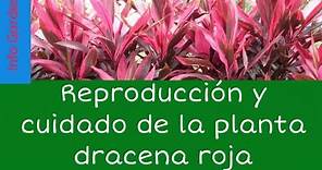 Como cuidar y reproducir la planta palma de Carey o drácena roja (Cordyline rubra )