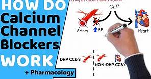 How do Calcium Channel Blockers Work? (+Pharmacology)