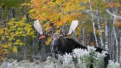 5 of the best places in Maine to see a moose